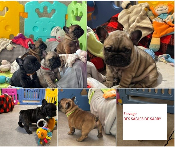 A RESERVER MAGNIFIQUES BOULEDOGUES FRANCAIS