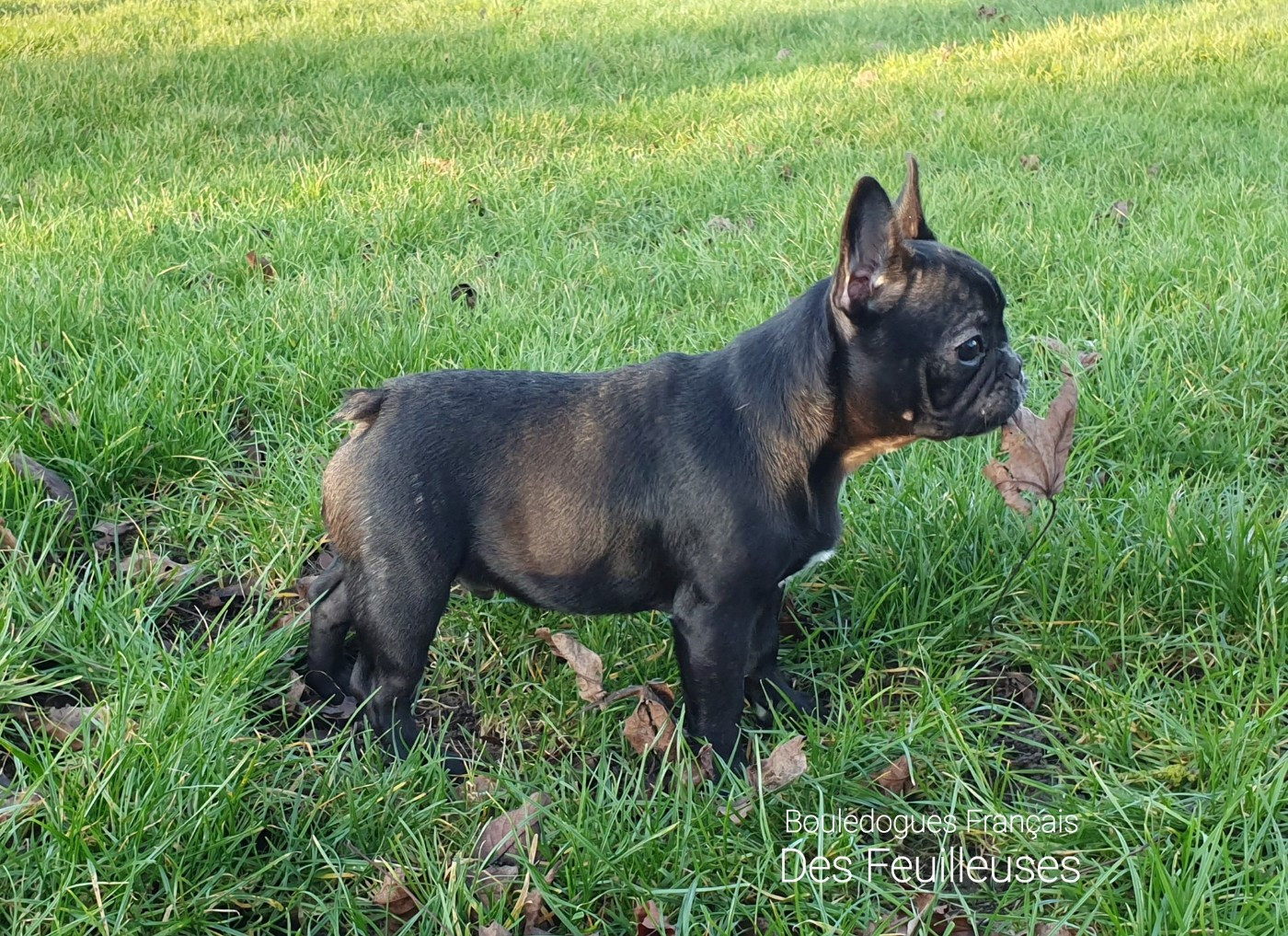 A RESERVER JOLIS BOULEDOGUES FRANCAIS