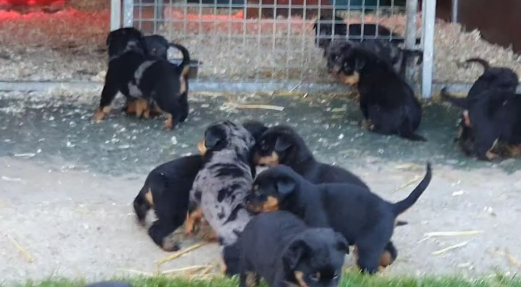 A RESERVER MAGNIFIQUES BEAUCERONS 
